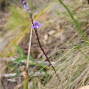 Lobelia sp. at Tennent, ACT - 6 Jan 2025