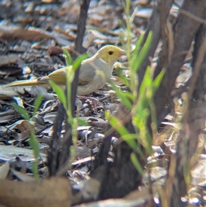 Ptilotula penicillata (White-plumed Honeyeater) at Alice Springs, NT by Darcy