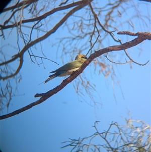 Merops ornatus (Rainbow Bee-eater) at Alice Springs, NT by Darcy