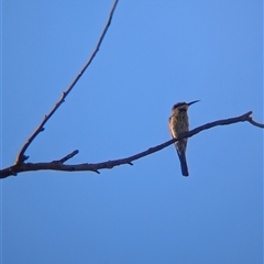 Merops ornatus at Alice Springs, NT - 23 Dec 2024 05:50 PM