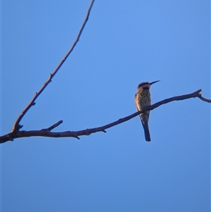 Merops ornatus at Alice Springs, NT - 23 Dec 2024 05:50 PM