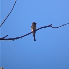 Merops ornatus at Alice Springs, NT - 23 Dec 2024 05:50 PM