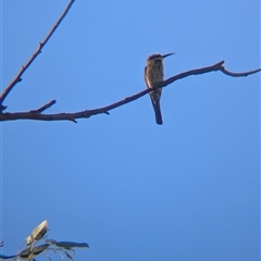 Merops ornatus at Alice Springs, NT - 23 Dec 2024 05:50 PM