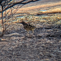 Chlamydera guttata (Western Bowerbird) at Desert Springs, NT - 23 Dec 2024 by Darcy