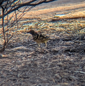 Chlamydera guttata (Western Bowerbird) at Desert Springs, NT by Darcy