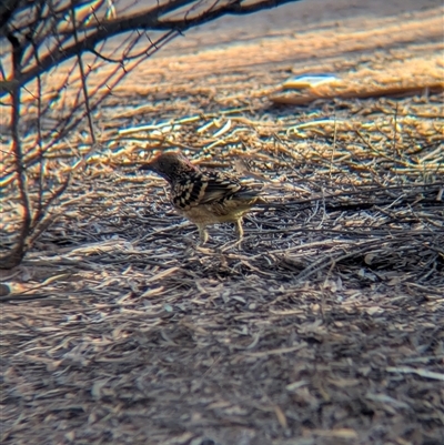 Chlamydera guttata (Western Bowerbird) at Desert Springs, NT - 23 Dec 2024 by Darcy