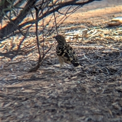 Chlamydera guttata at Desert Springs, NT - 23 Dec 2024 06:10 PM