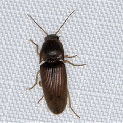 Unidentified Click beetle (Elateridae) at Melba, ACT - 5 Jan 2025 by kasiaaus