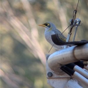 Manorina flavigula (Yellow-throated Miner) at Desert Springs, NT by Darcy