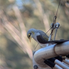 Manorina flavigula at Desert Springs, NT - 23 Dec 2024