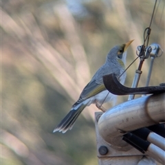 Manorina flavigula at Desert Springs, NT - 23 Dec 2024 06:13 PM