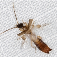 Unverified Earwig (Dermaptera) at Melba, ACT - 5 Jan 2025 by kasiaaus