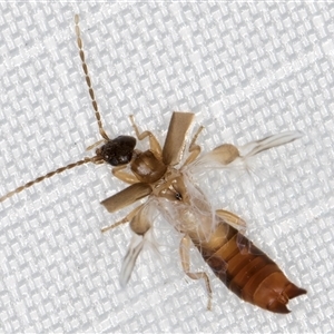 Unidentified Earwig (Dermaptera) at Melba, ACT by kasiaaus