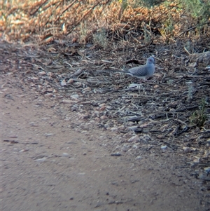 Geopelia cuneata (Diamond Dove) at Alice Springs, NT by Darcy