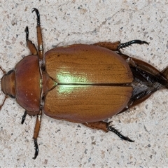 Anoplognathus montanus at Melba, ACT - 5 Jan 2025 08:11 PM