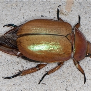 Anoplognathus montanus at Melba, ACT - 5 Jan 2025 08:11 PM