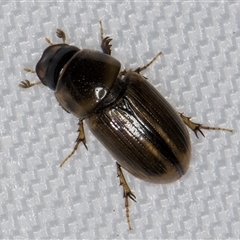 Unidentified Scarab beetle (Scarabaeidae) at Melba, ACT - 5 Jan 2025 by kasiaaus