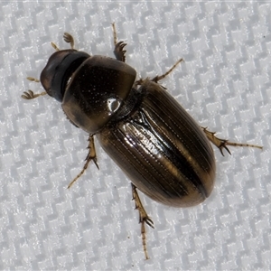 Labarrus cincticulus (Scarab beetle) at Melba, ACT by kasiaaus