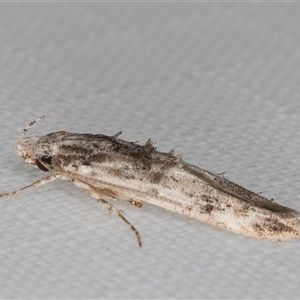 Leptozestis and Trachydora (genera) at Melba, ACT - 5 Jan 2025