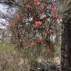 Amyema linophylla subsp. orientalis at suppressed - suppressed