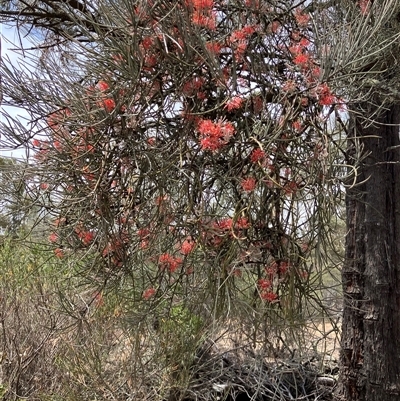 Amyema linophylla subsp. orientalis (Buloke Mistletoe) at Fentons Creek, VIC - 6 Jan 2025 by KL