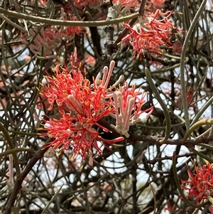 Amyema linophylla subsp. orientalis at suppressed - suppressed