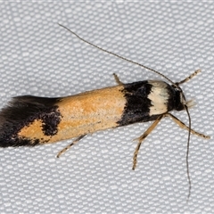 Cosmopterigidae (family) undescribed species (a cosmet moth) at Melba, ACT - 5 Jan 2025 by kasiaaus