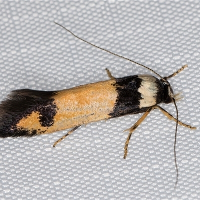 Cosmopterigidae (family) undescribed species (a cosmet moth) at Melba, ACT - 5 Jan 2025 by kasiaaus