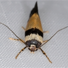 Cosmopterigidae (family) undescribed species at Melba, ACT - 5 Jan 2025