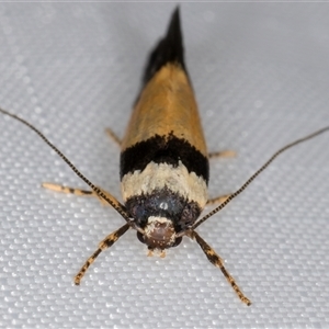 Cosmopterigidae (family) undescribed species at Melba, ACT - 5 Jan 2025