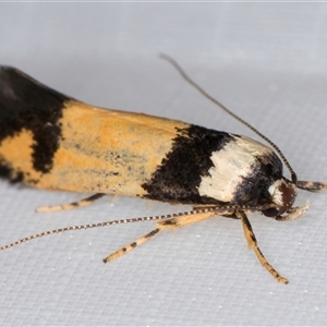 Cosmopterigidae (family) undescribed species at Melba, ACT - 5 Jan 2025