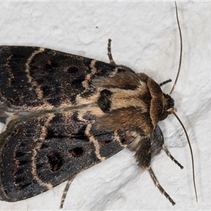 Proteuxoa sanguinipuncta (Blood-spotted Noctuid) at Melba, ACT by kasiaaus