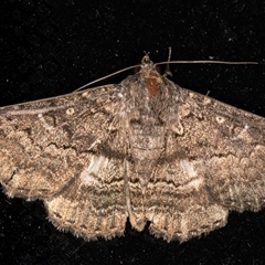 Eudesmeola lawsoni (Lawson's Night Moth) at Melba, ACT - 5 Jan 2025 by kasiaaus