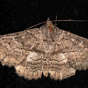 Eudesmeola lawsoni (Lawson's Night Moth) at Melba, ACT by kasiaaus