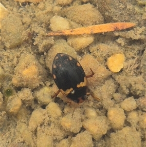 Chostonectes gigas at Bungendore, NSW - suppressed