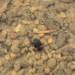 Chostonectes gigas at Bungendore, NSW - suppressed