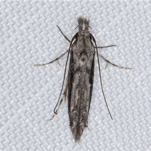 Leptozestis and Trachydora (genera) (A cosmet moth) at Melba, ACT by kasiaaus