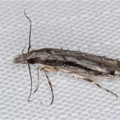 Leptozestis and Trachydora (genera) at Melba, ACT - 5 Jan 2025