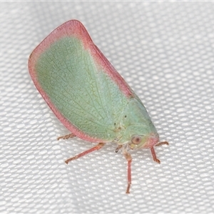 Colgar sp. (genus) (Pink Planthopper) at Melba, ACT by kasiaaus