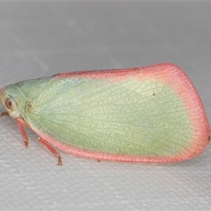 Colgar sp. (genus) at Melba, ACT - 5 Jan 2025 10:18 PM