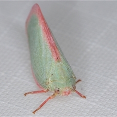 Colgar sp. (genus) at Melba, ACT - 5 Jan 2025