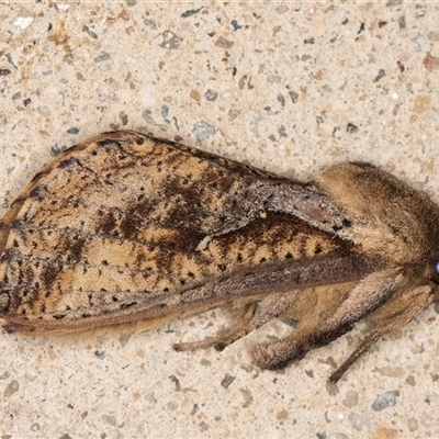 Elhamma australasiae (A Swift or Ghost moth (Hepialidae)) at Melba, ACT - 5 Jan 2025 by kasiaaus