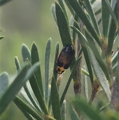 Monolepta picticollis at Bungendore, NSW - 6 Jan 2025 by clarehoneydove