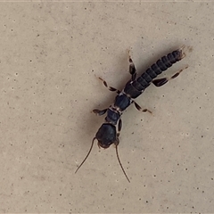 Metoligotoma sp. (genus) (Webspinner) at Mitchell, ACT - 6 Jan 2025 by SteveBorkowskis