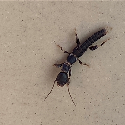 Metoligotoma sp. (genus) (Webspinner) at Mitchell, ACT - 6 Jan 2025 by SteveBorkowskis