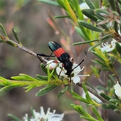 Obrida fascialis (One banded longicorn) at Bungendore, NSW - 6 Jan 2025 by clarehoneydove