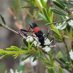 Obrida fascialis at Bungendore, NSW - 6 Jan 2025