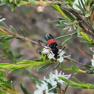 Obrida fascialis at Bungendore, NSW - 6 Jan 2025