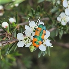 Castiarina scalaris (Scalaris jewel beetle) at Bungendore, NSW - 6 Jan 2025 by clarehoneydove