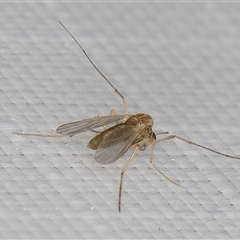 Tanytarsus (genus) at Melba, ACT - 5 Jan 2025 11:12 PM